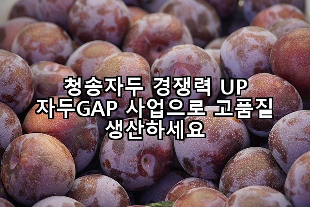 청송자두 경쟁력 UP 자두GAP 사업으로 고품질 생산하세요